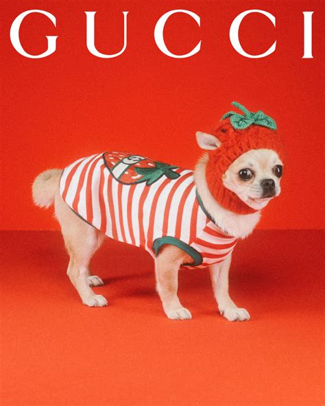 gucci pets print|Gucci dog clothing.